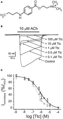 Mechanisms Underlying the Strong Inhibition of Muscle-Type Nicotinic Receptors by Tetracaine